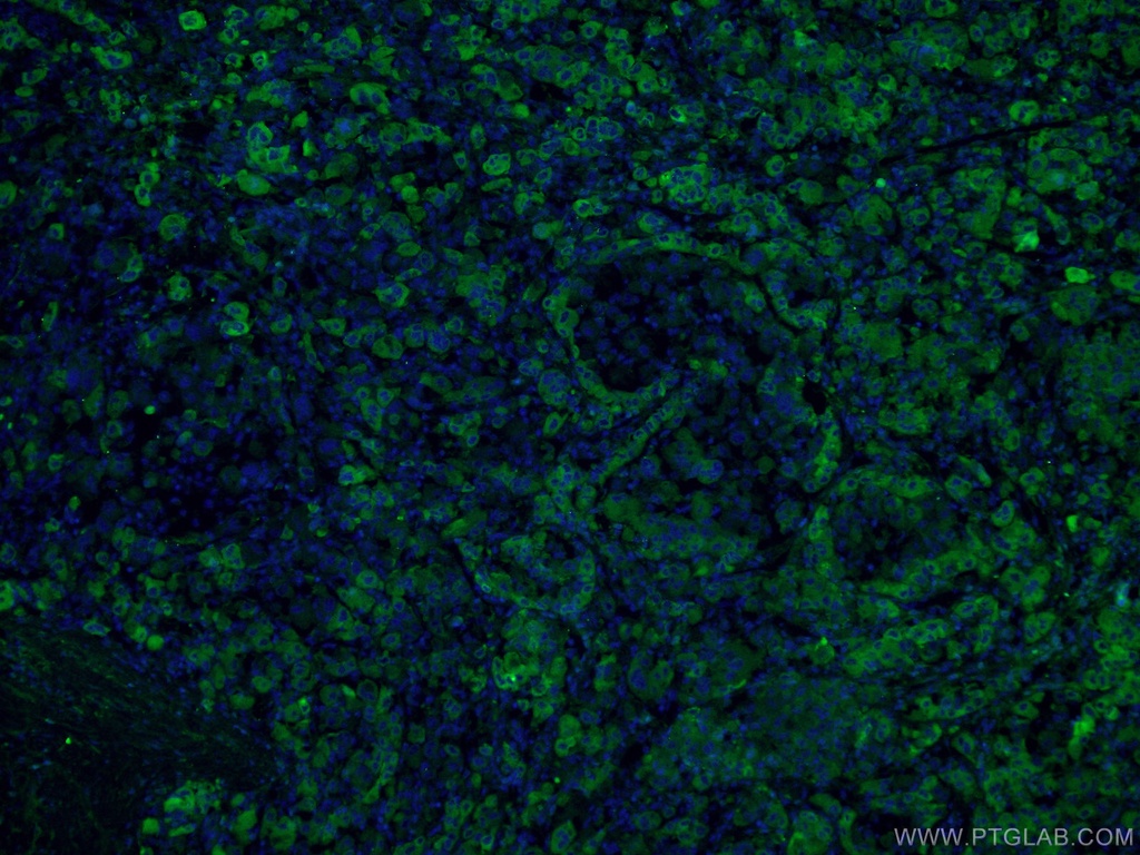 C3/C3b/C3c Polyclonal antibody
