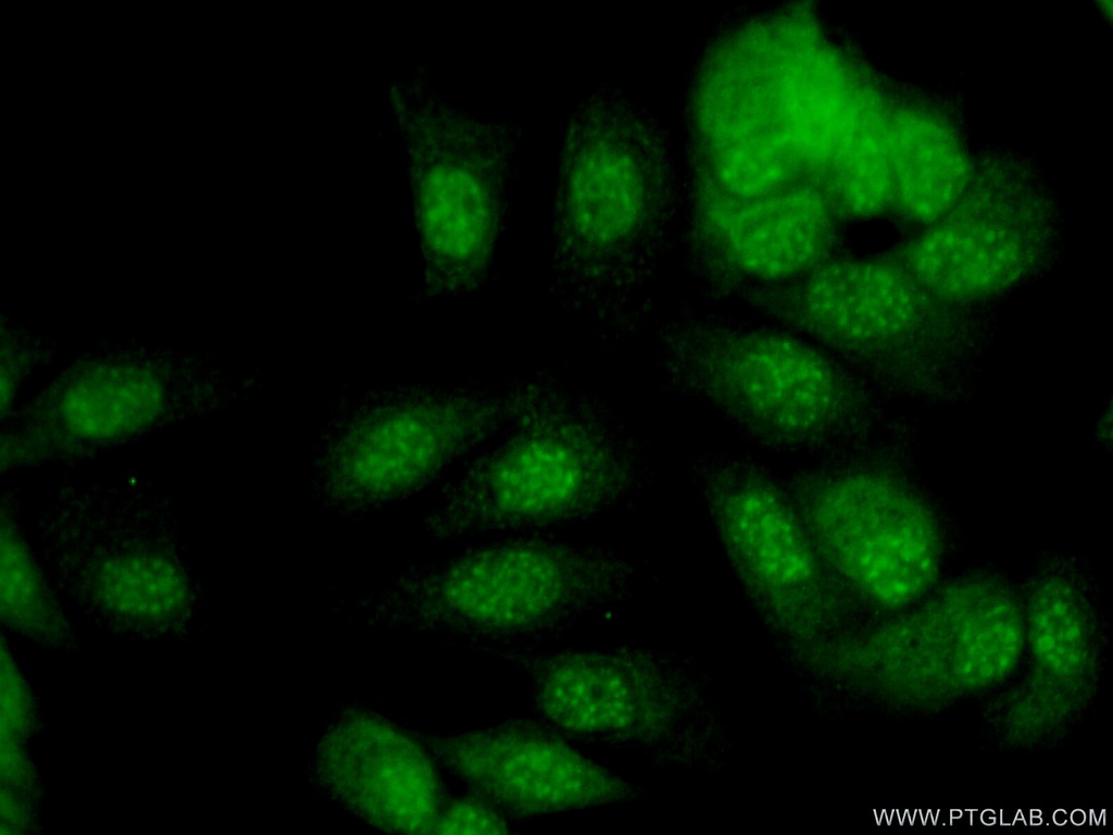 SNAI3 Polyclonal antibody