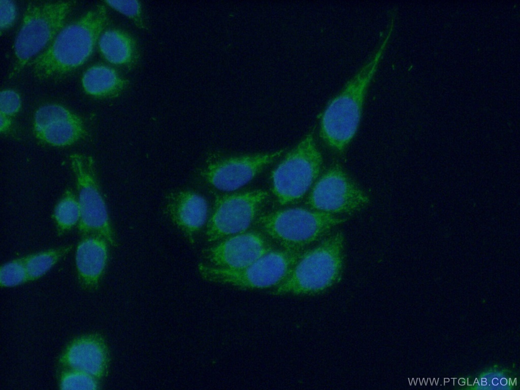 INPP5J Polyclonal antibody