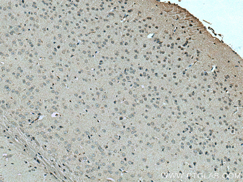 SLC24A6 Polyclonal antibody