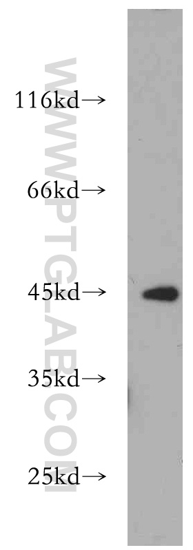 EXOG Polyclonal antibody
