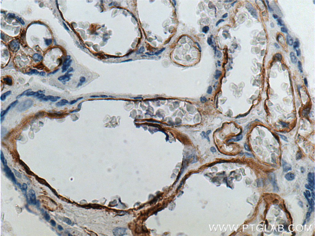 FCGR2B / CD32b Polyclonal antibody