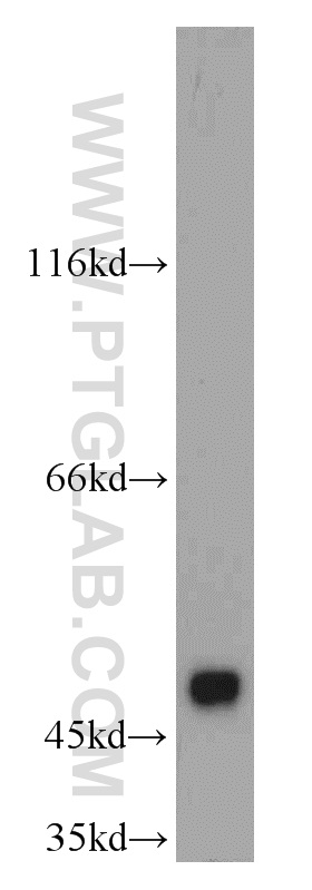 ASZ1 Polyclonal antibody