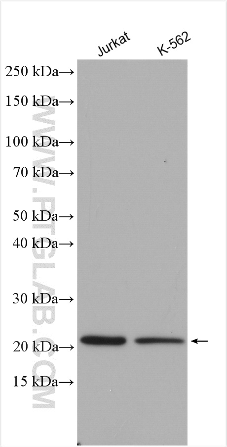 RHOG Polyclonal antibody
