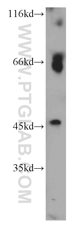 CHRNA7/CHRFAM7A Polyclonal antibody