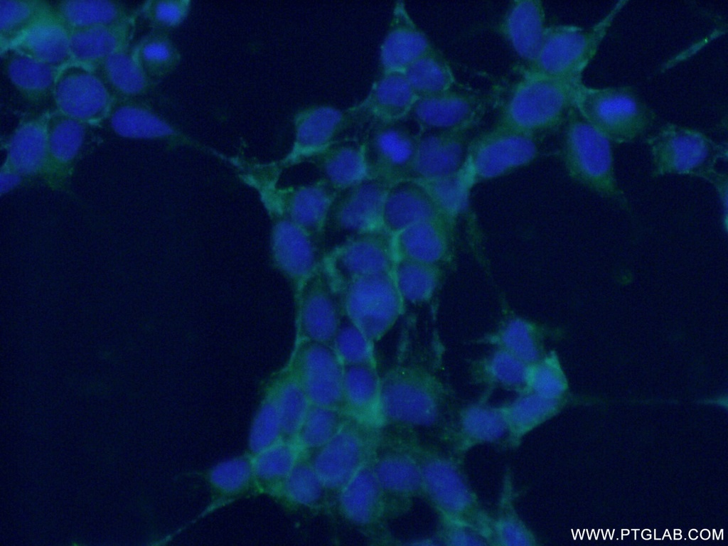 NRCAM Polyclonal antibody