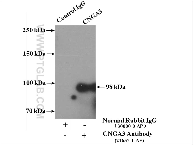 CNGA3 Polyclonal antibody