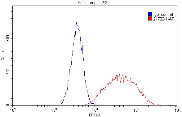 HLA-DRB5 Polyclonal antibody