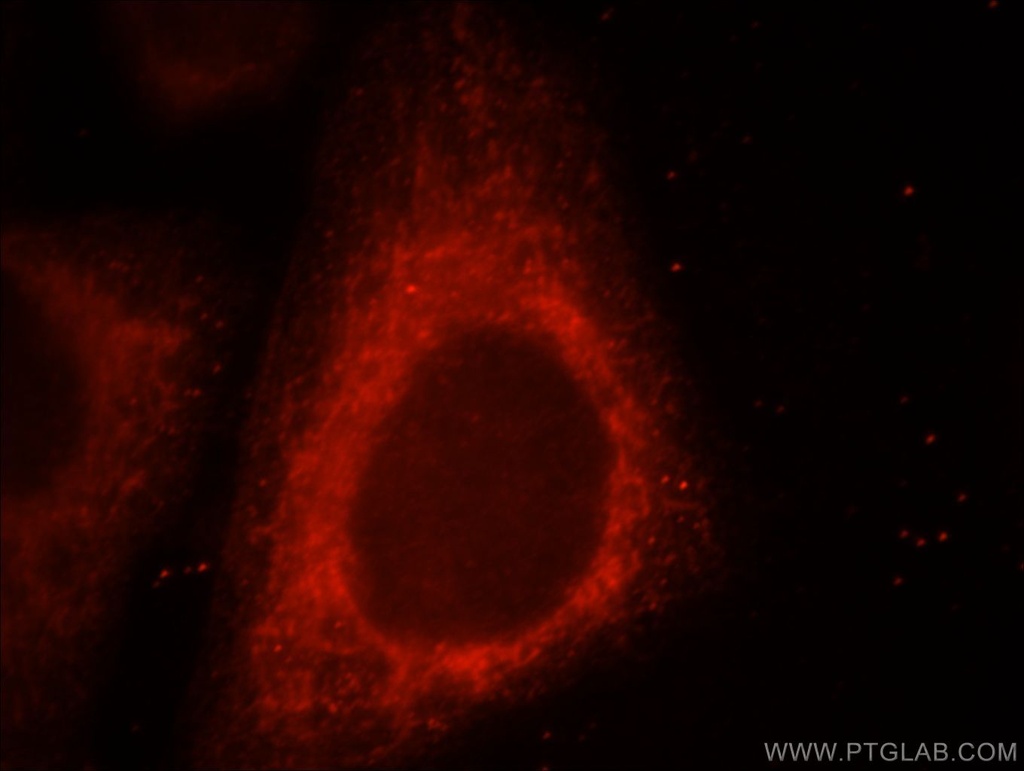 UQCRC1 Polyclonal antibody