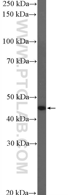 GCM1 Polyclonal antibody