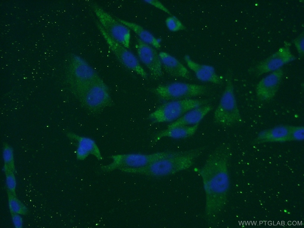 LCE1B Polyclonal antibody