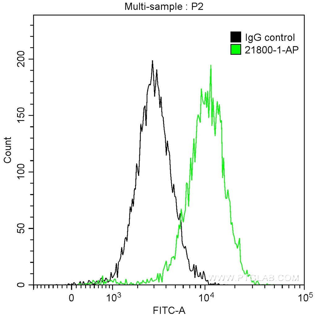 EZH2 Polyclonal antibody