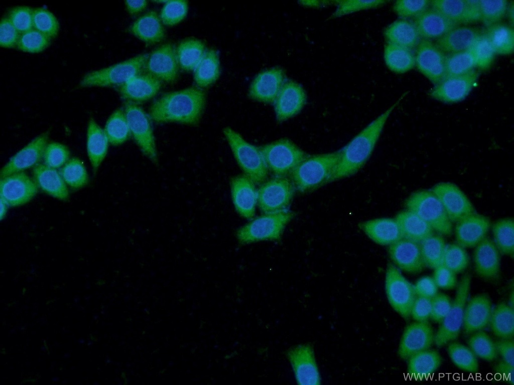 THAP10 Polyclonal antibody
