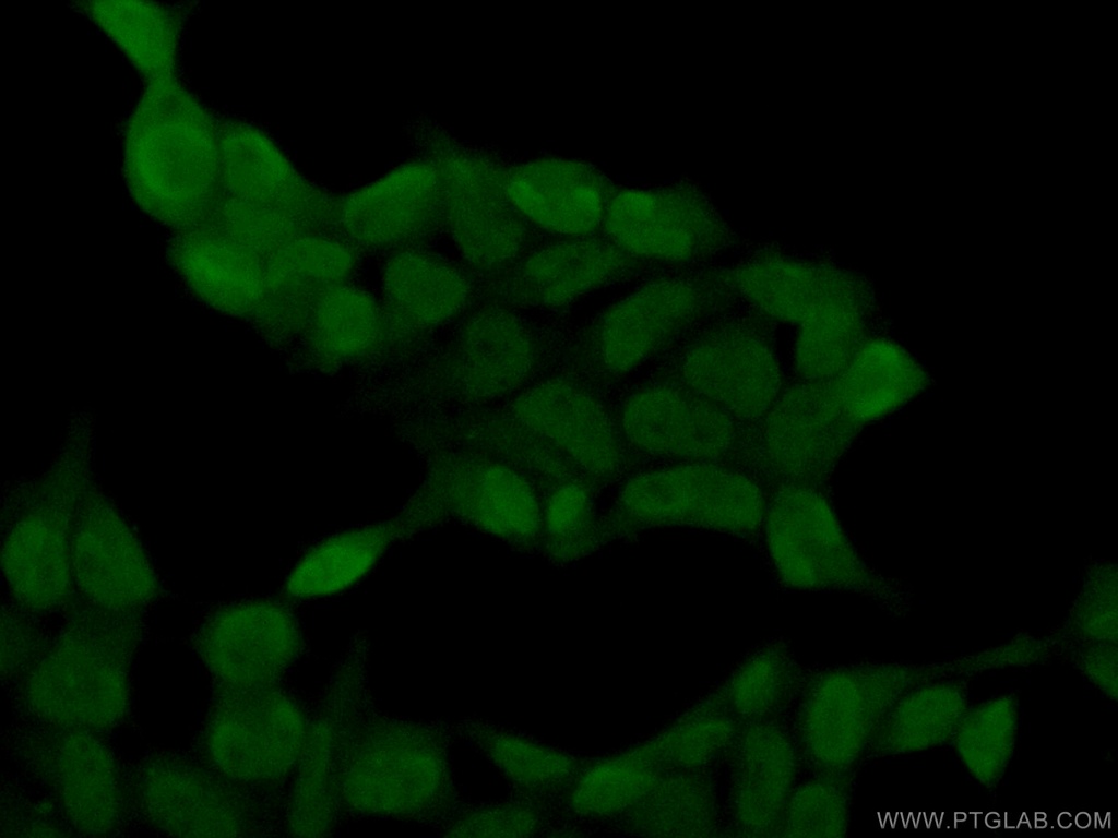 SH3BGRL2 Polyclonal antibody