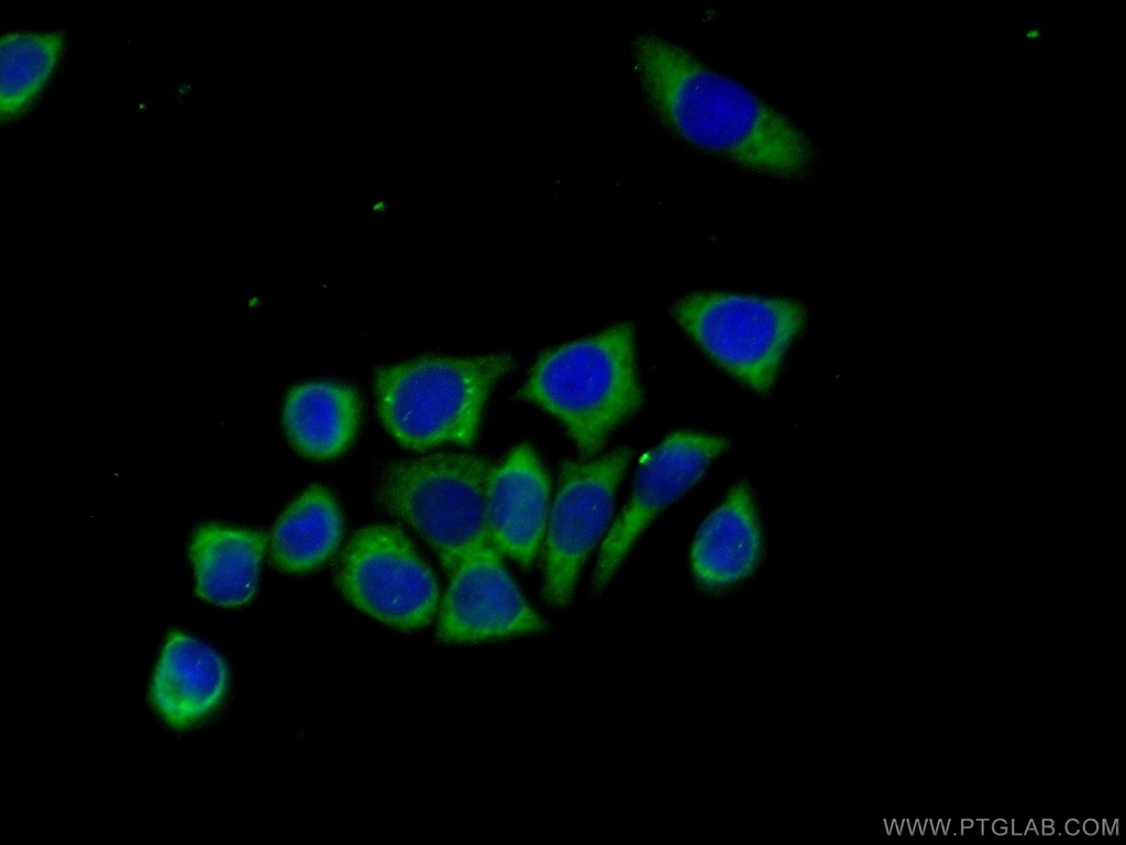 BCL2L12 Polyclonal antibody