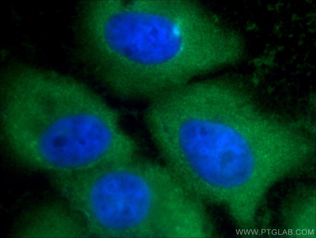 Annexin A1 Polyclonal antibody