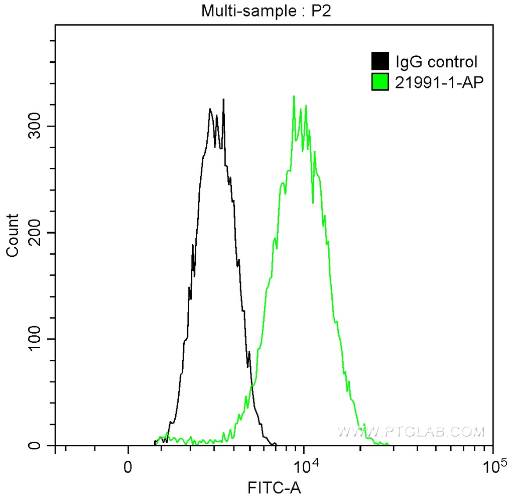 PKC Alpha Polyclonal antibody