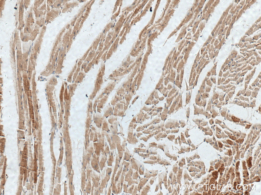 MYOM1 Polyclonal antibody