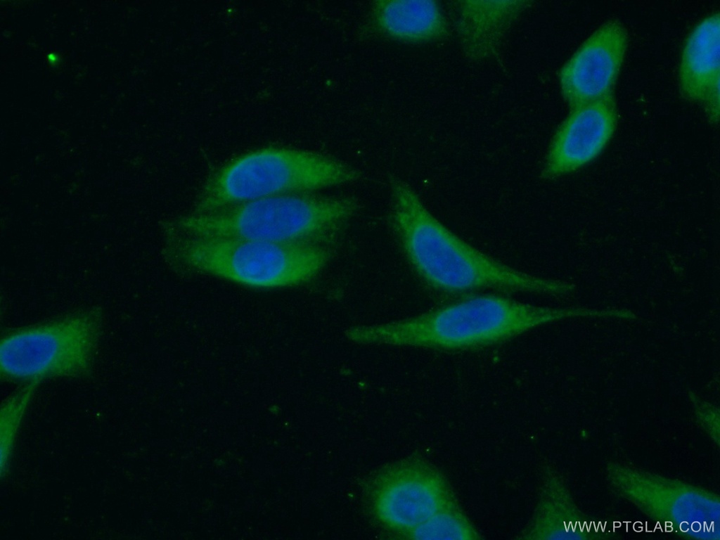 RASAL2 Polyclonal antibody