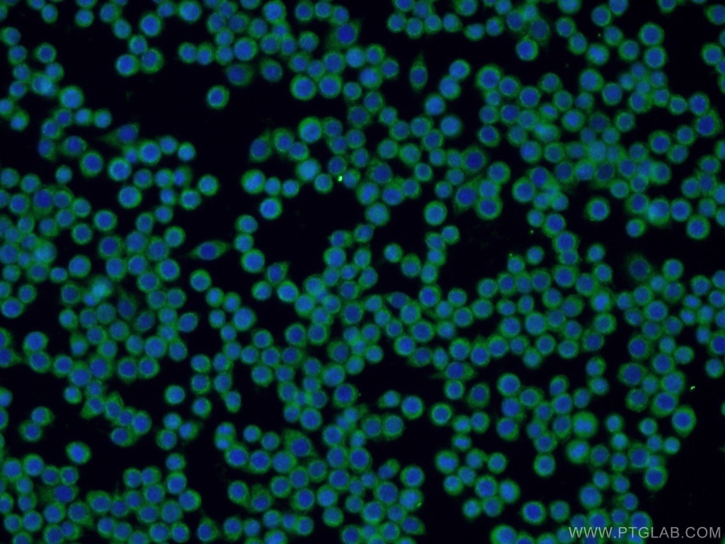 ZAP70 Polyclonal antibody