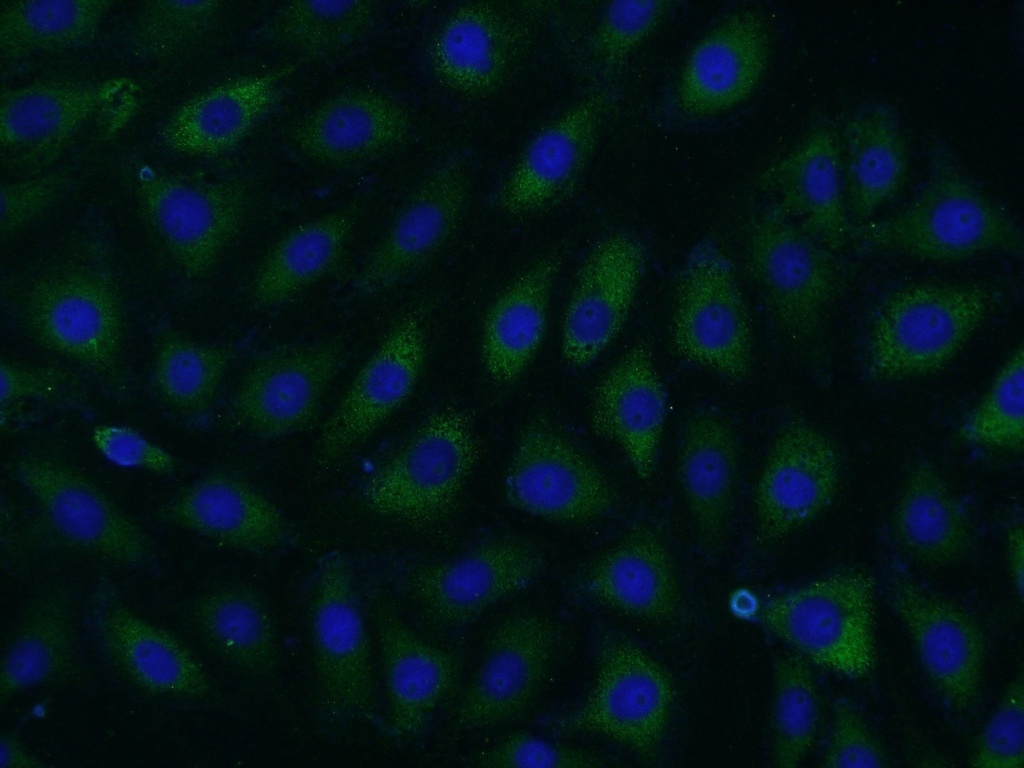 SPOCD1 Polyclonal antibody