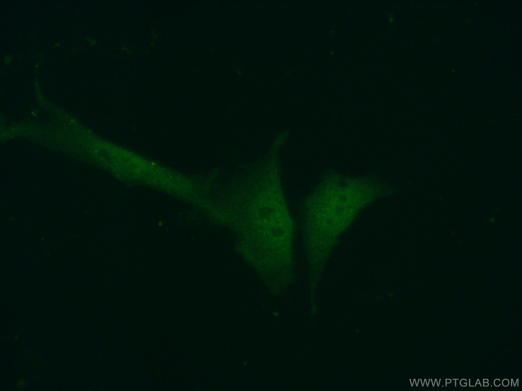 ASF1A-specific Polyclonal antibody