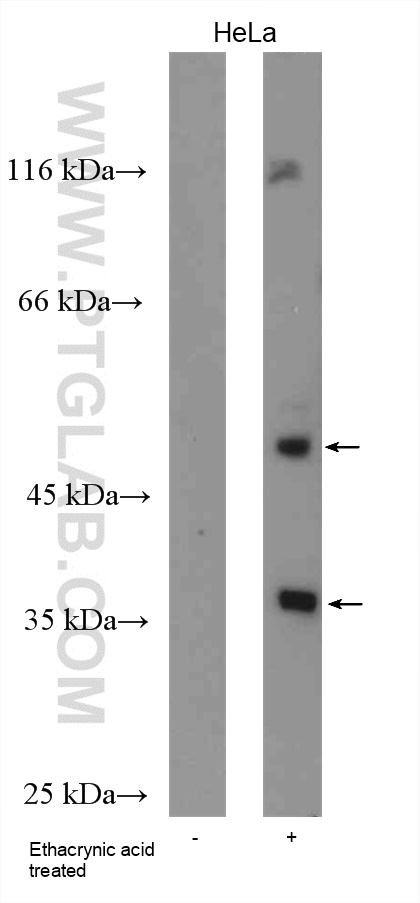 Phospho-TDP43 (Ser409/410) Polyclonal antibody
