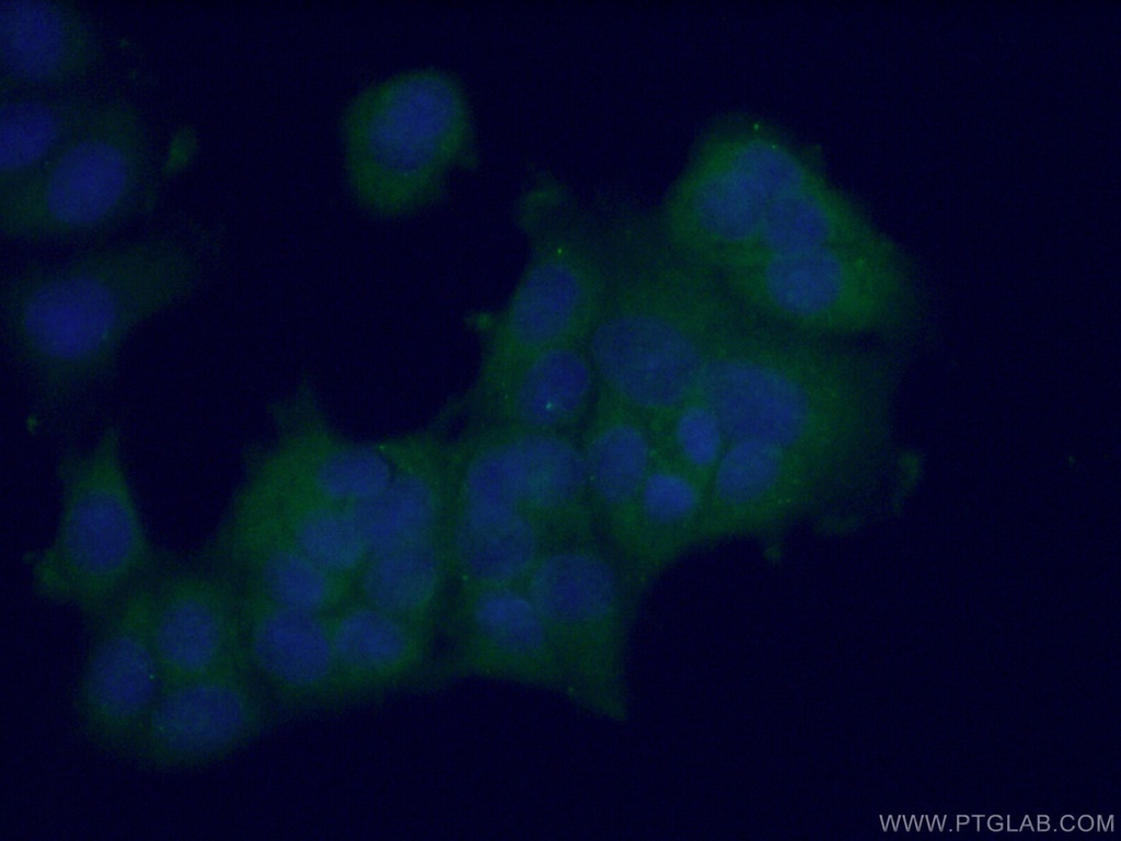 L-VEGFA Polyclonal antibody