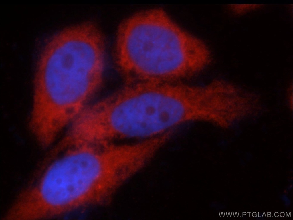 C14orf39 Polyclonal antibody