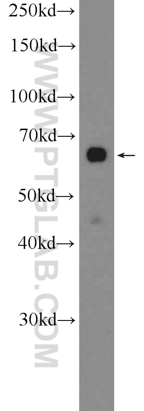 PRR14 Polyclonal antibody