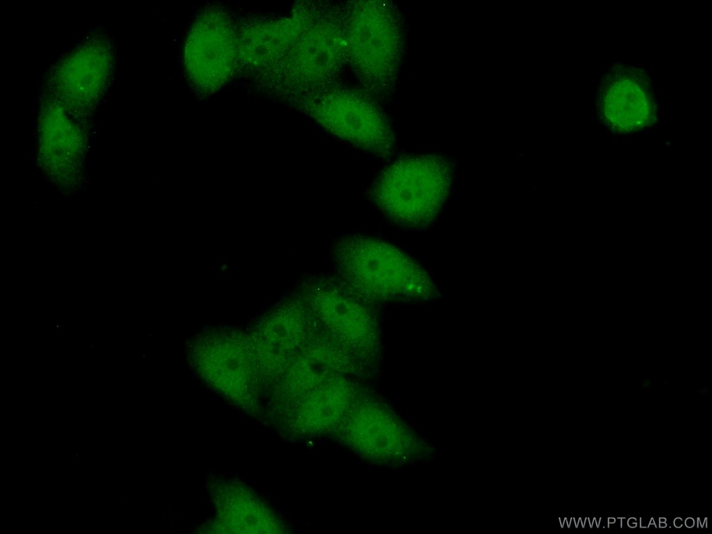 BCL9 Polyclonal antibody