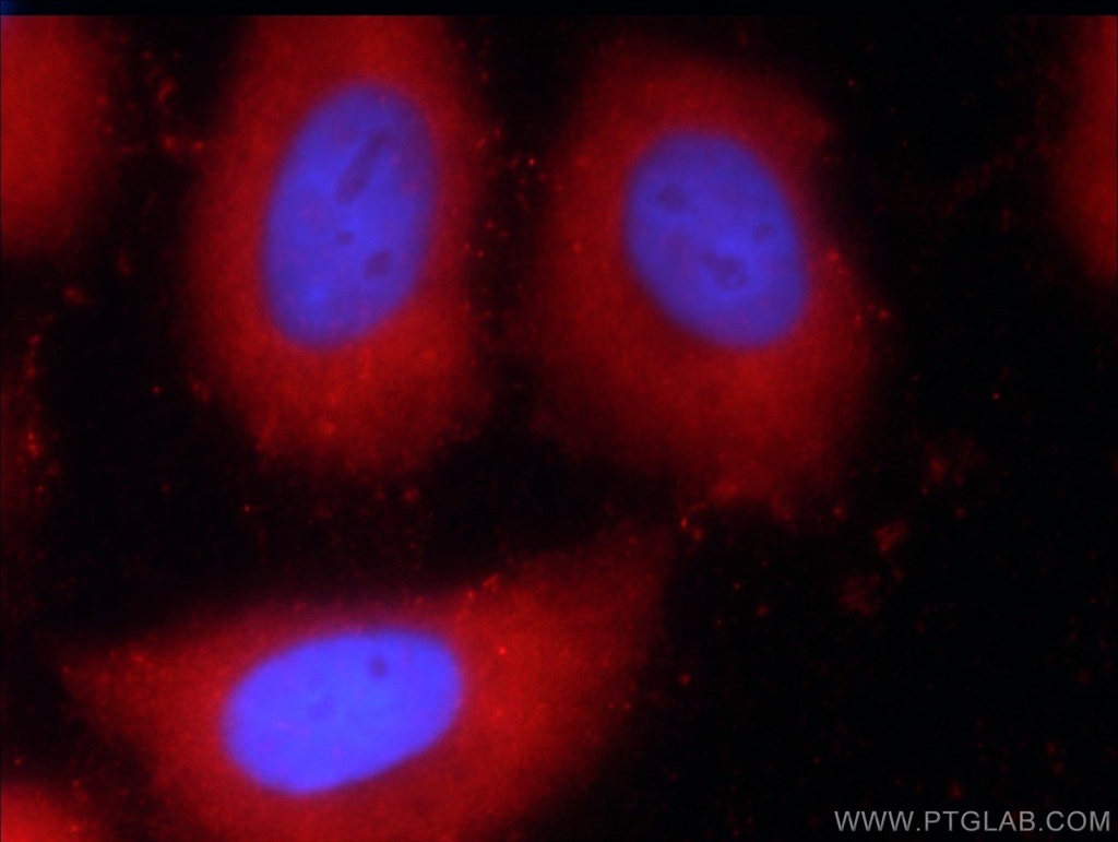 C9orf11 Polyclonal antibody
