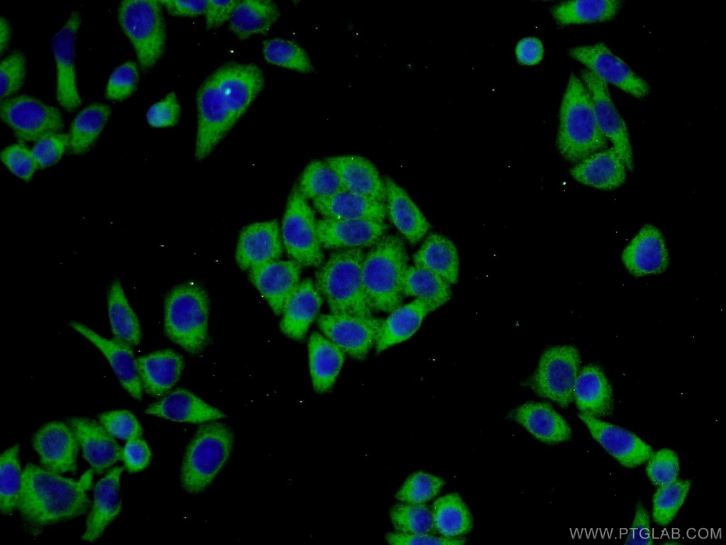 LRRC47 Polyclonal antibody