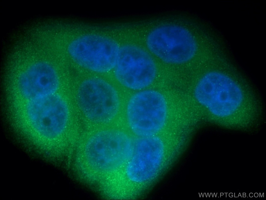 LGALS3BP Polyclonal antibody