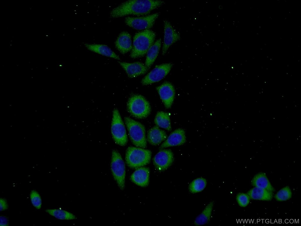 KHDC1 Polyclonal antibody