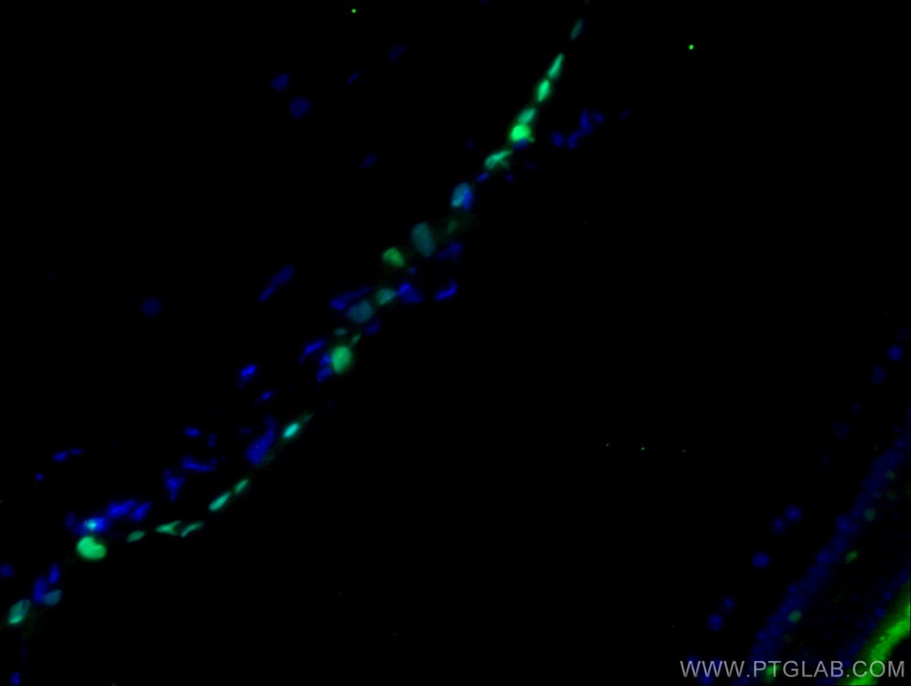 VSX1 Polyclonal antibody