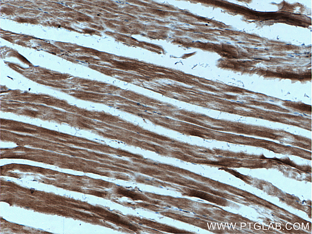 AIDA Polyclonal antibody