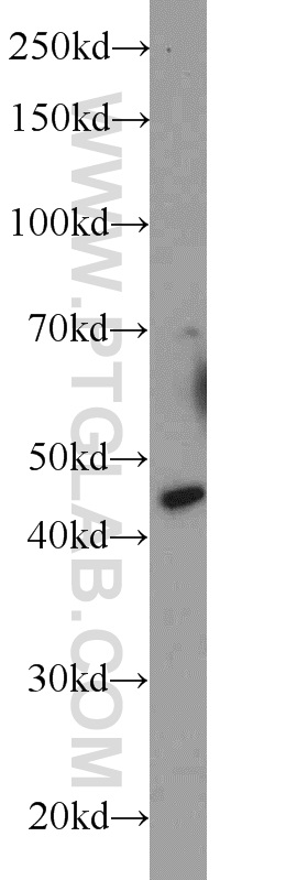 C20orf112 Polyclonal antibody