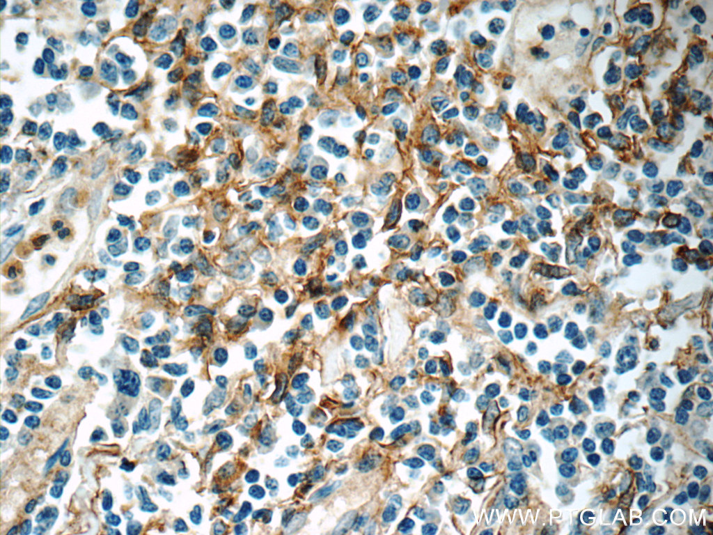 ENOX1 Polyclonal antibody