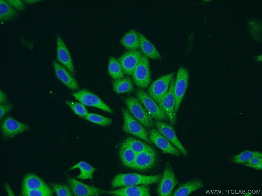 ARCN1 Polyclonal antibody