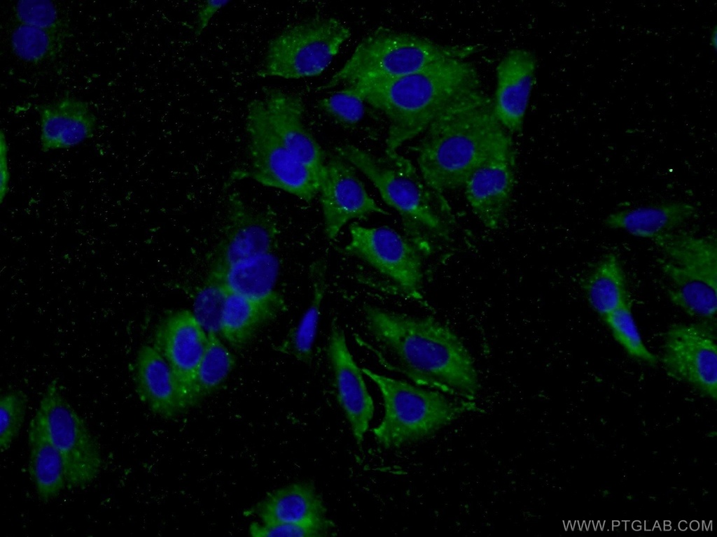 MYO19 Polyclonal antibody
