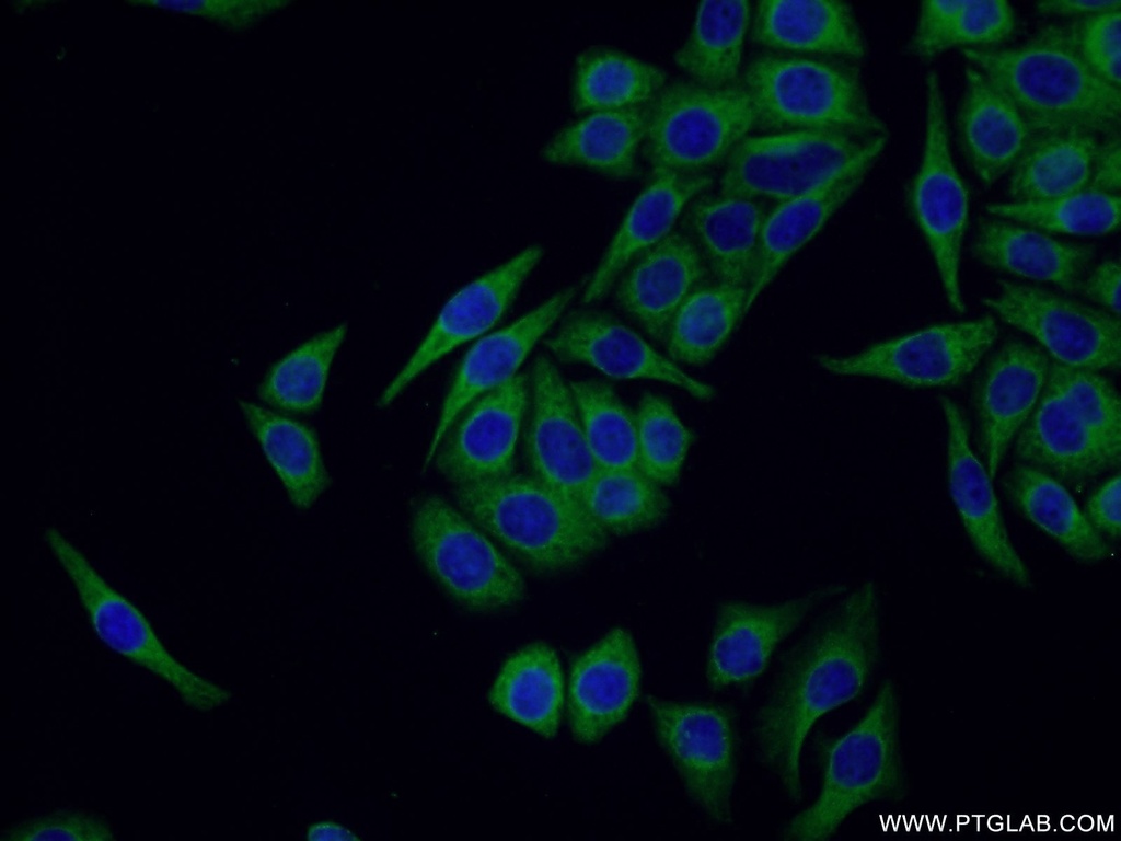SOX7 Polyclonal antibody