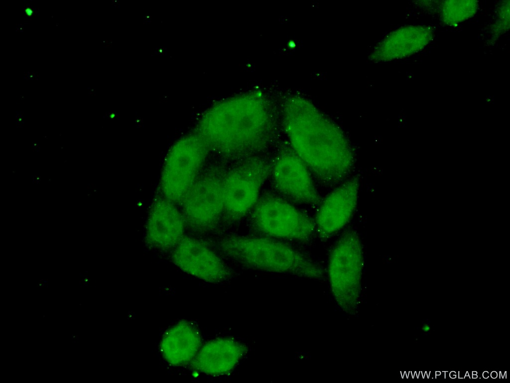 NSBP1 Polyclonal antibody
