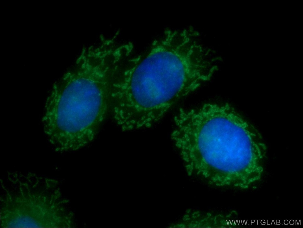 BCL3 Polyclonal antibody