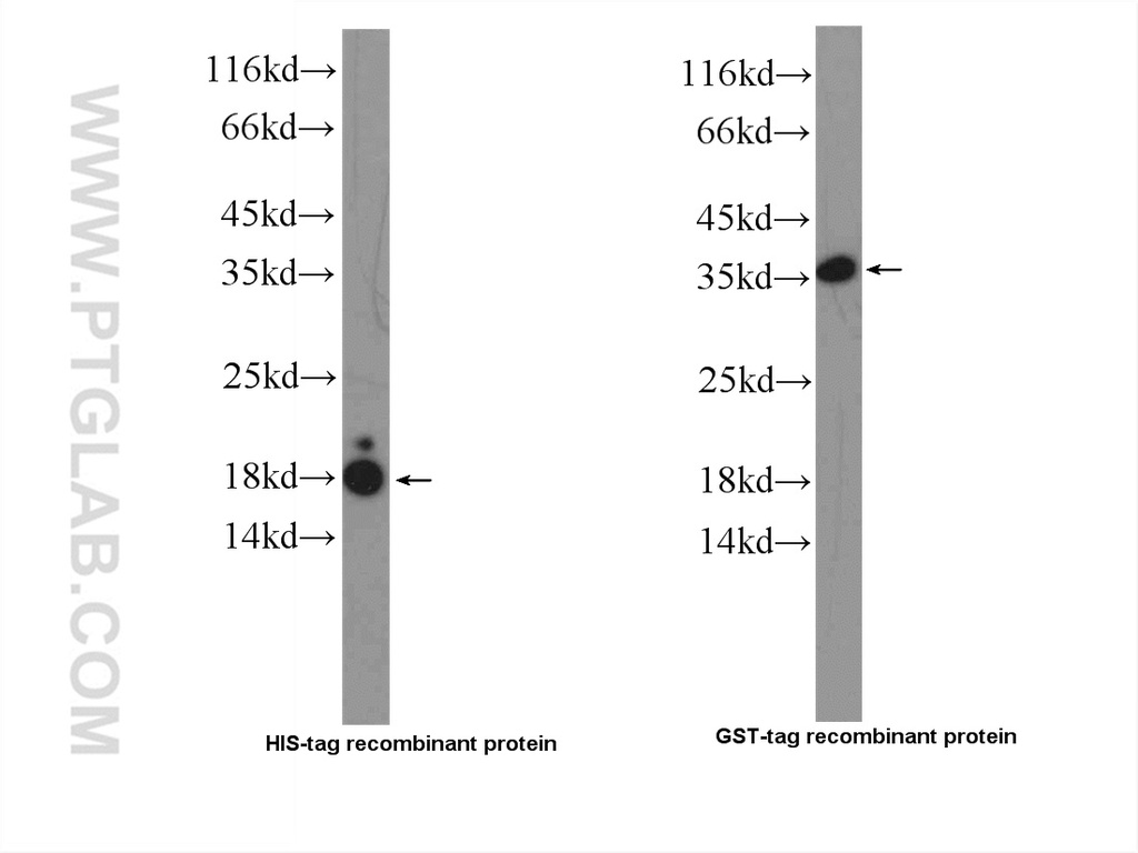 GR repeat Polyclonal antibody