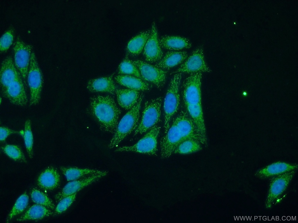 TFAM Polyclonal antibody