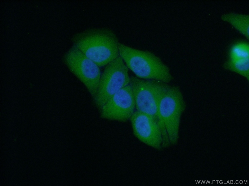 NT5DC1 Polyclonal antibody