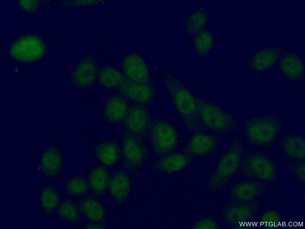 LUC7L2 Polyclonal antibody