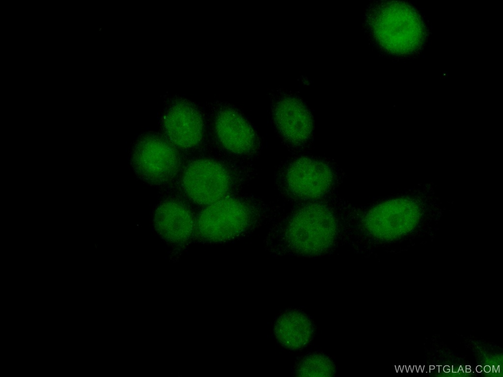 PAPOLG Polyclonal antibody