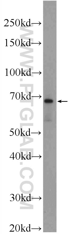 LARGE Polyclonal antibody